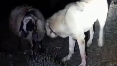 Sivas'ta kangal köpeği rahatsızlanan koyunun başından ayrılmadı