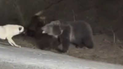 Kastamonu'daki köpekler ayıya saldırmaya çalıştı