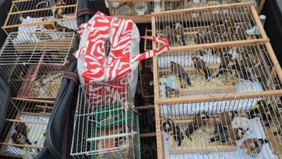 İstanbul’da kaçak kuş pazarına baskın: 24 gözaltı