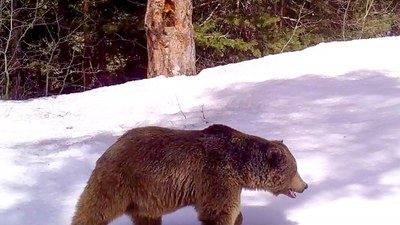 Kars'ta takip edilen ayılardan 6'sı kış uykusuna yattı