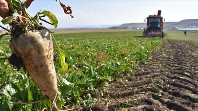 Şeker pancarı üretimi artışı ihracatçıları sevindirdi