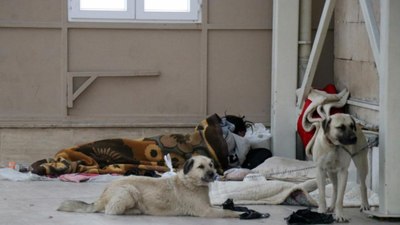 Sakarya'da cami cemaati isyanda: Köpekleriyle endişe saçıyor