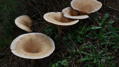 Mantarlar konusunda doğru bilinen yanlışlar