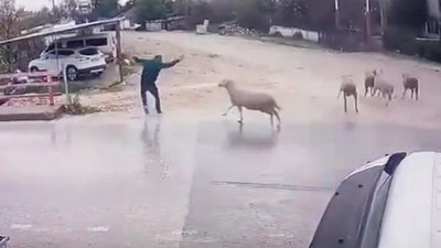 Antalya'da yolun karşısına geçen adam koçun saldırısıyla kendini yerde buldu