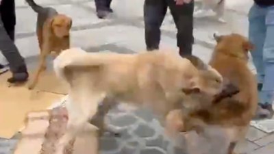 Rize'de başıboş köpek saldırısı! Bu kez cuma namazına gidenleri hedef aldılar