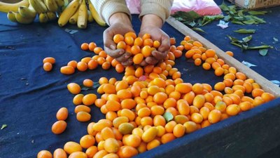 Mersin'den geliyor! Kamkat meyvesi Kütahyalıların gözdesi oldu