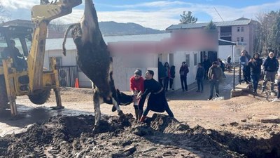 Adıyaman'da banka müdürünün tayini çıkınca kurban kestiler