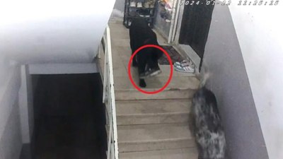 Sinop'ta binaya giren köpekler misafirin ayakkabısını çaldı