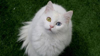 Van kedileri çiftleşme öncesi özel bakıma alındı