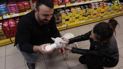 Samsun'da market sahibi bezlediği kuzuya iş yerinde bakıyor