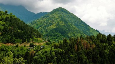 Dünyanın en eski ormanı bulundu! Tamı tamına 400 milyon yıllık orman bakın neredeymiş…