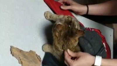 Karabük'te kafasını mama kutusuna sıkıştıran kediyi itfaiye ekipleri kurtardı