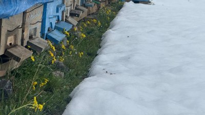 Yalancı bahar nedeniyle binlerce arı telef oldu