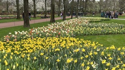 Hollanda'da lale bahçesi ziyarete açıldı
