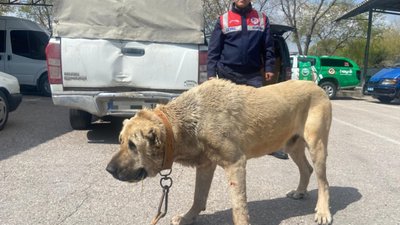 Aksaray'da köpek dövüştüren 14 kişiye 93 bin 808 lira ceza