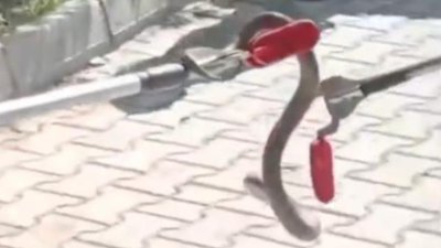 Antalya'da okul bahçesindeki ağaçta yılan görüldü