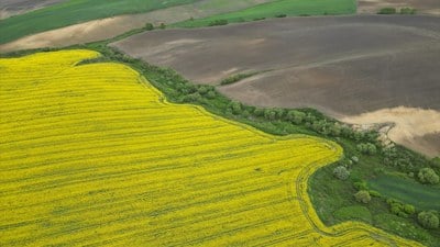 Kanola ve buğday tarlaları Tekirdağ'da renk cümbüşü yarattı