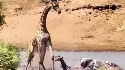 Böyle annelik olmaz demeyin! Anne zürafa şoke etti: Vura vura öldürdü ama...