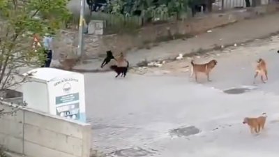 Bursa'da sokak köpeklerinin sürü halinde tehlike saçtığı anlar