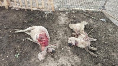 Kırşehir'de kurtlar, 25 koyunu telef etti
