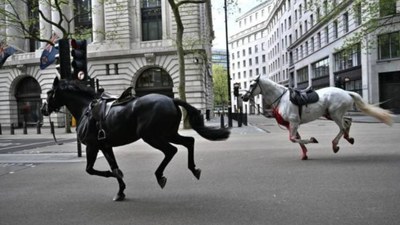 İngiltere'de Kraliyet atları eğitimden kaçtı