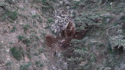 Tunceli'de ayılar ahıra daldı: Telef ettikleri hayvanları gömerken yakalandılar