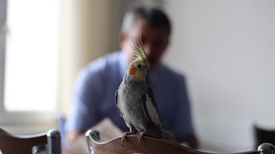 Kırşehir'de Cins adlı papağanın 'Ölürüm Türkiyem' melodisini söylediği anlar