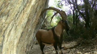 Akdeniz ve Ege'deki yaban hayatı, fotokapanlara yansıdı