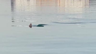 Hatay'da köpek balığını görüntüleyen amatör balıkçının heyecanı