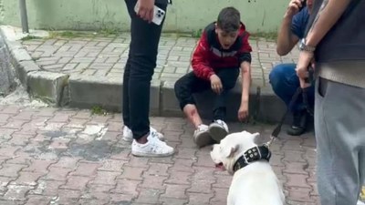 İstanbul'da 12 yaşındaki çocuğu başıboş köpek ısırdı