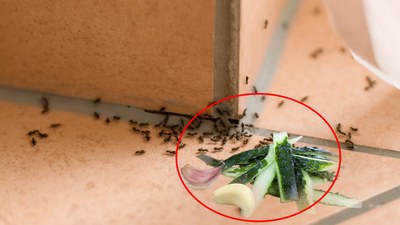 Bunu yapanın evine böcek ve karınca uğramıyor