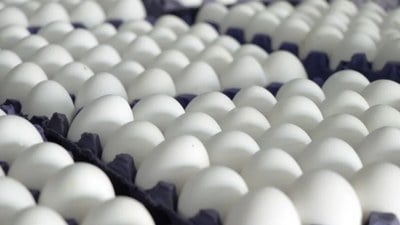 Yumurta fiyatları 