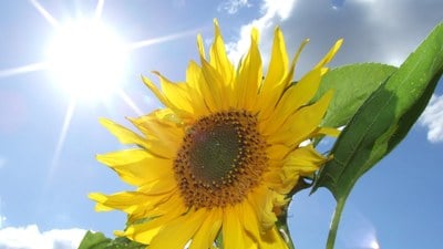 Ayçiçekleri neden güneşe bakar? Günebakan'ın hikayesi