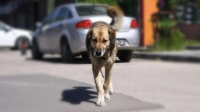 Kocaeli Valiliği sokak hayvanları için belediyelere yazı gönderdi