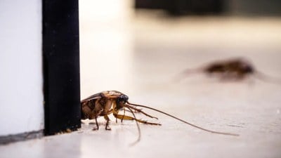 Hamam böcekleri evi terk ediyor, o iki malzemeyi karıştırın sonucu görün…