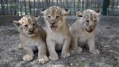 Antalya'da dünyaya gelen üç aslan yavrusuna Galatasaraylı oyuncu adları önerdiler