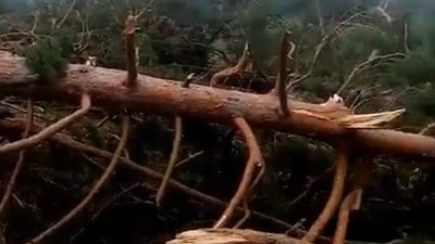Sivas'ta ormanda çıkan hortum, asırlık ağaçları devirdi