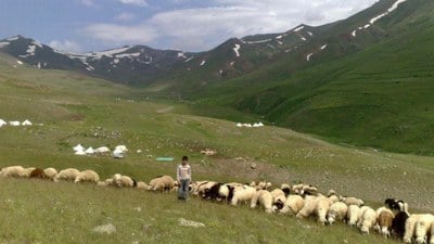 Yetiştiriciler isyanda: 100 bin lira maaşla çalıştıracak çoban bulamıyorlar