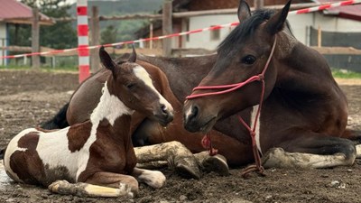 Karabük’te at ve yavrusu doğumdan hemen sonra görüntülendi