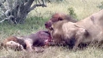 Afrika'da aslanlar düşman aslanı parçaladı: Ormanın kralını canlı canlı yediler