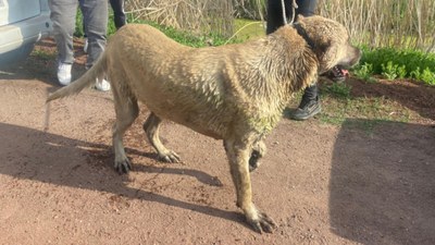Adana Valisi Köşger'den belediyelere köpek barınağı talimatı
