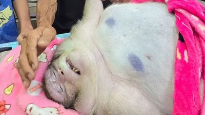 Tayland'da obez maymun Gozdilla öldü