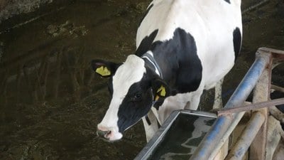Burdur'da Türk müziğinin ineklerin süt verimini artırdığı akademik olarak ispatlandı
