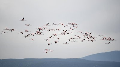 Aydın'da flamingolardan görsel şölen