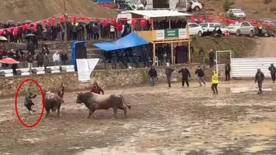 Artvin'de rakibinden kaçan boğa hakeme çarpıp, üzerinden geçti