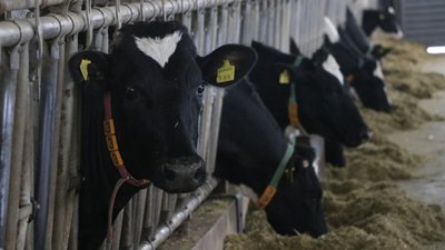 Toplanan inek sütü miktarı martta yıllık yüzde 7,7 arttı