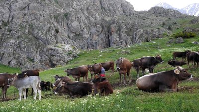 Kafkas Üniversitesi çoban bulamıyor