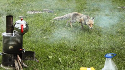 Kars'ta davetsiz misafir tilki, piknikçilerin sofrasına ortak oldu