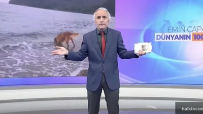 Emin Çapa, canlı yayında sokak hayvanlarını savunurken sinirlerine hakim olamadı