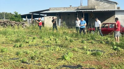 Antalya'da dolu yağışı: Tarım ürünleri zarar gördü